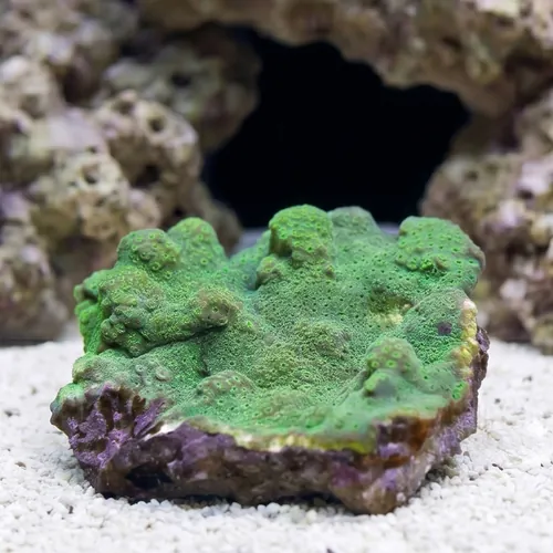 Cactus Pavona Coral: Green