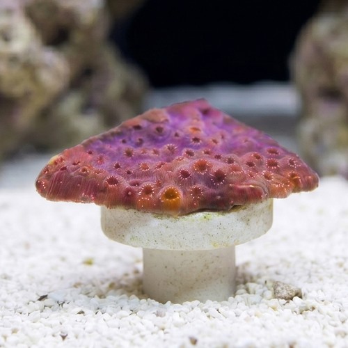 Cactus Pavona Coral: Orange - South Pacific