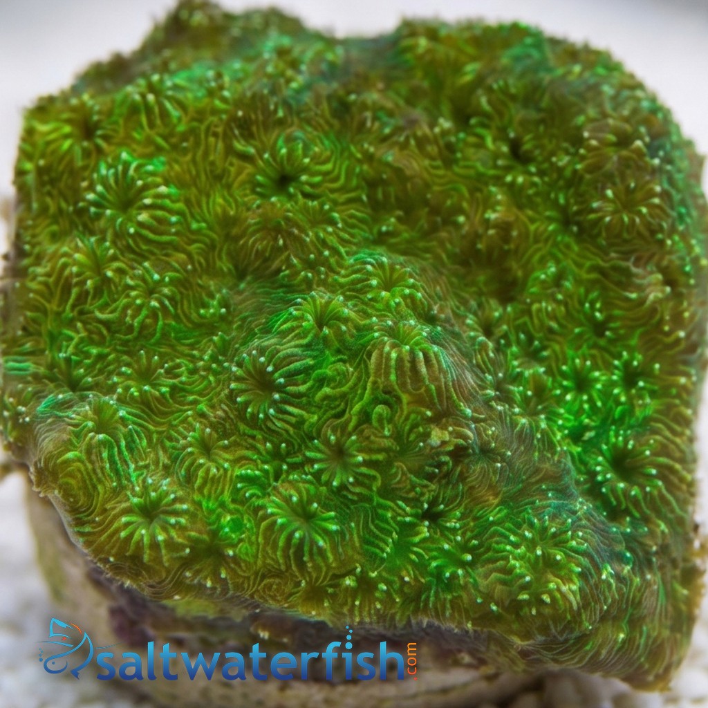 Cactus Pavona Coral: Green - South Pacific
