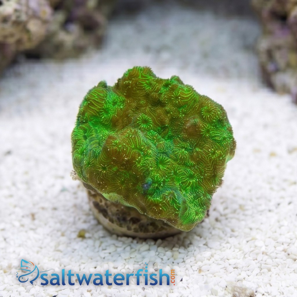 Cactus Pavona Coral: Green - South Pacific