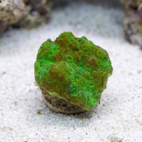 Cactus Pavona Coral: Green - South Pacific