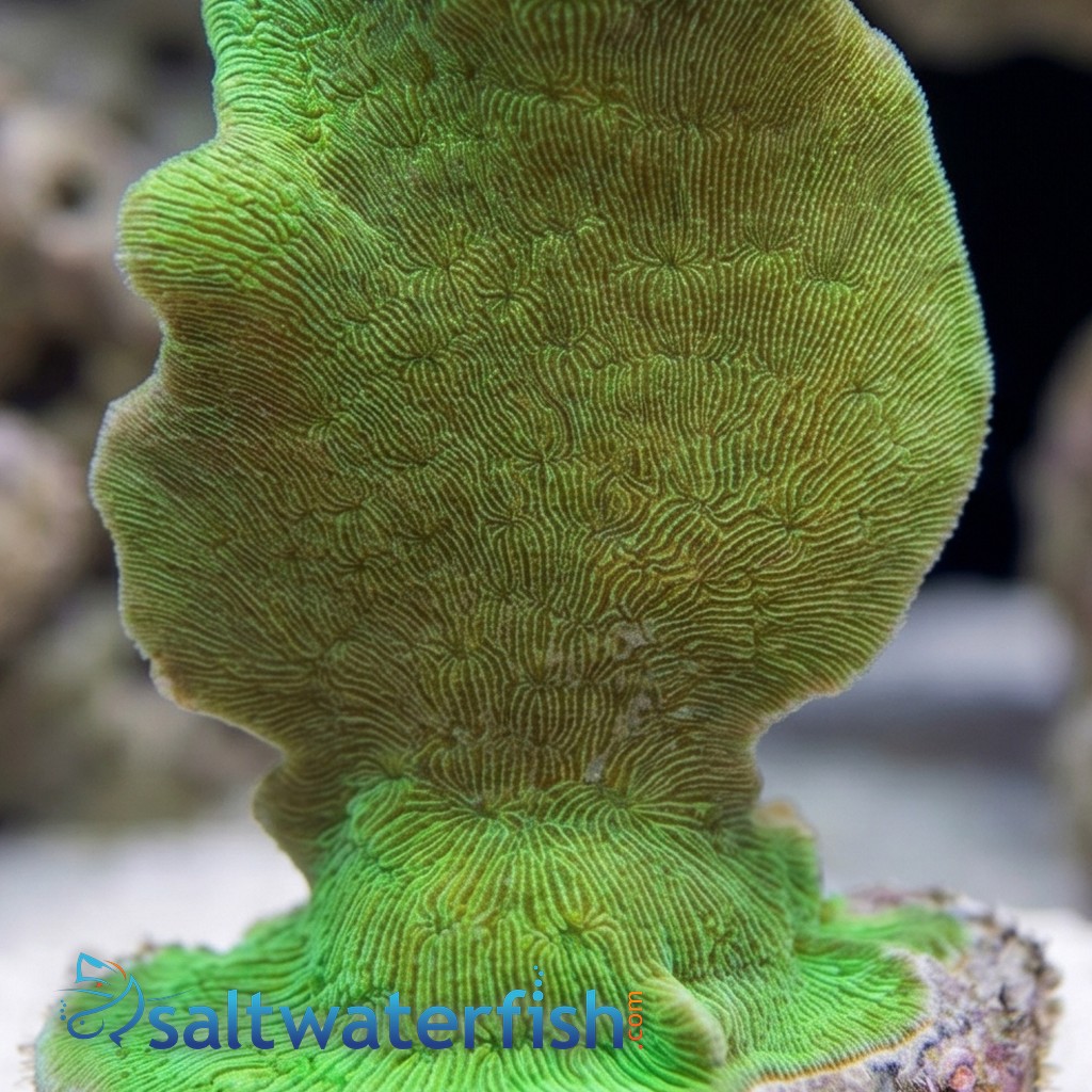 Cactus Pavona Coral - Aquaucultured