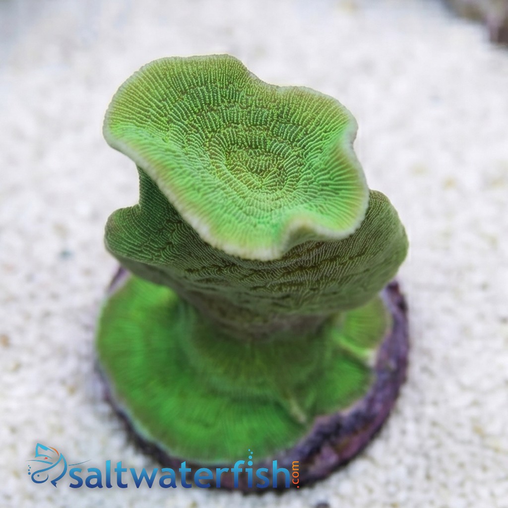 Cactus Pavona Coral - Aquaucultured