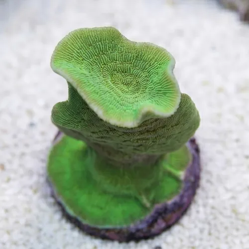 Cactus Pavona Coral - Aquaucultured