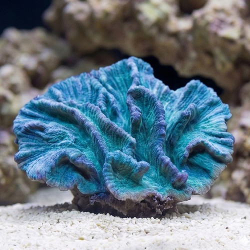 Spiny Cup Lactuca Pectinia Coral: Green - Aquacultured