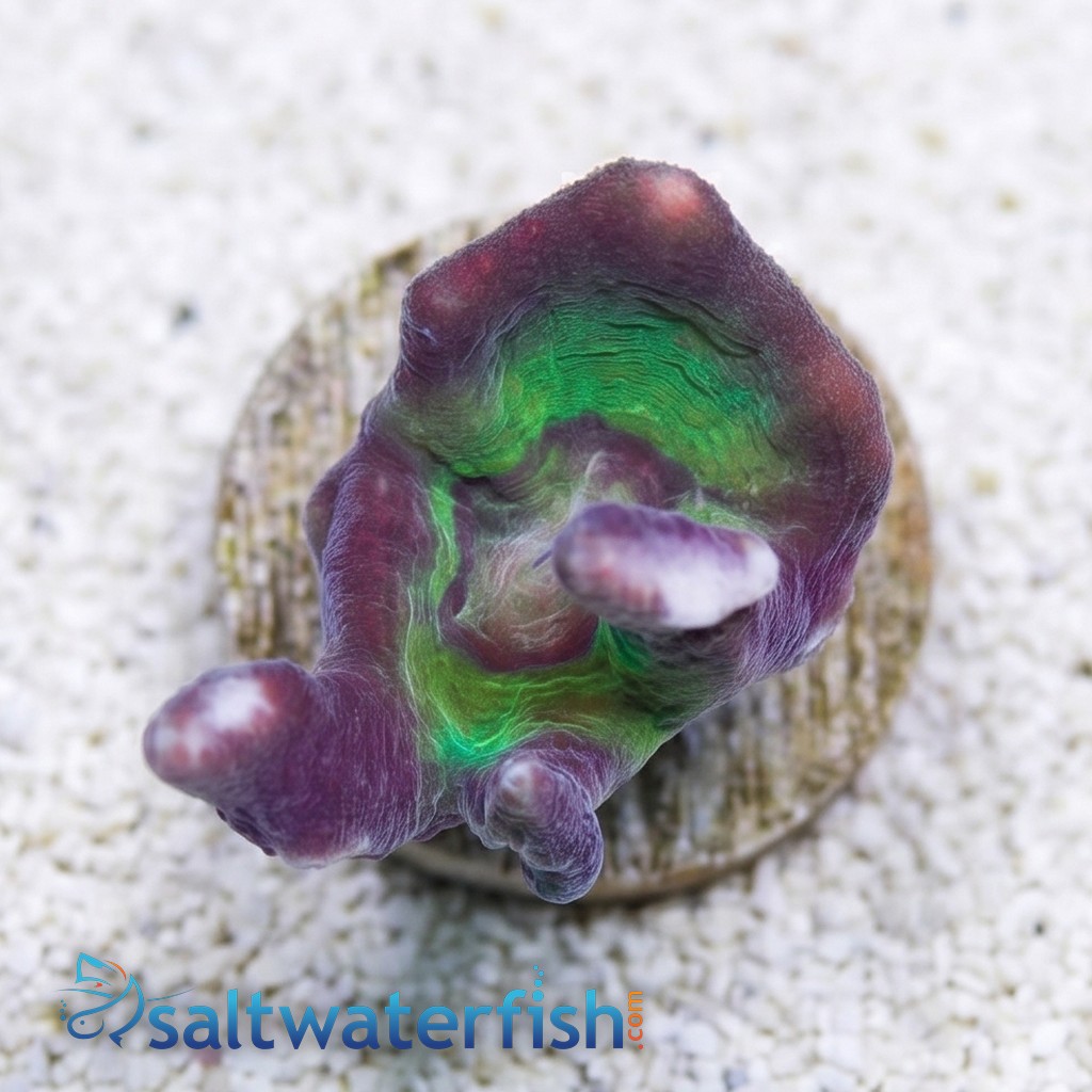 Spiny Cup Lactuca Pectinia Coral: Green - Aquacultured
