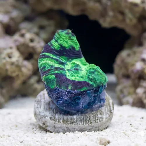 Spiny Cup Lactuca Pectinia Coral: Green - Aquacultured