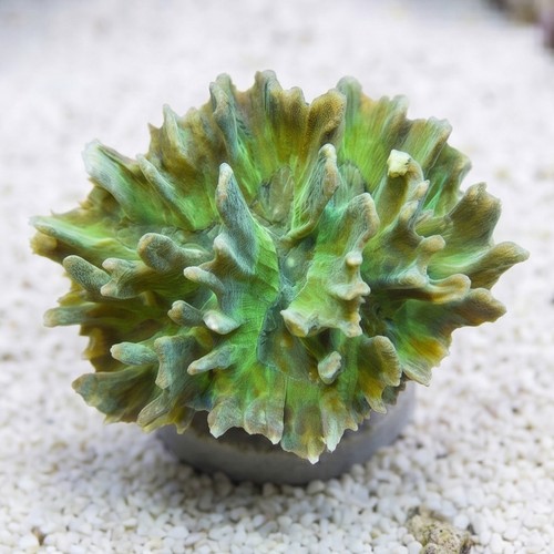 Pectinia Coral