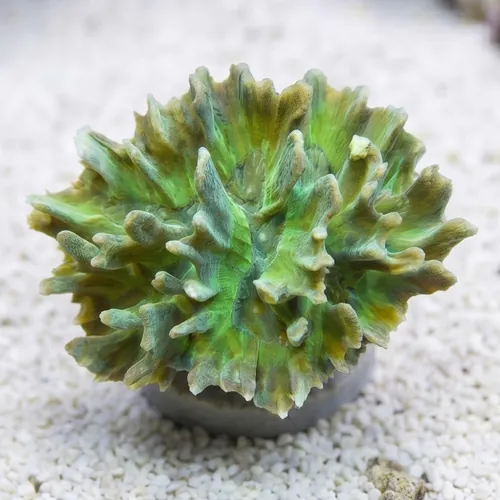 Pectinia Coral