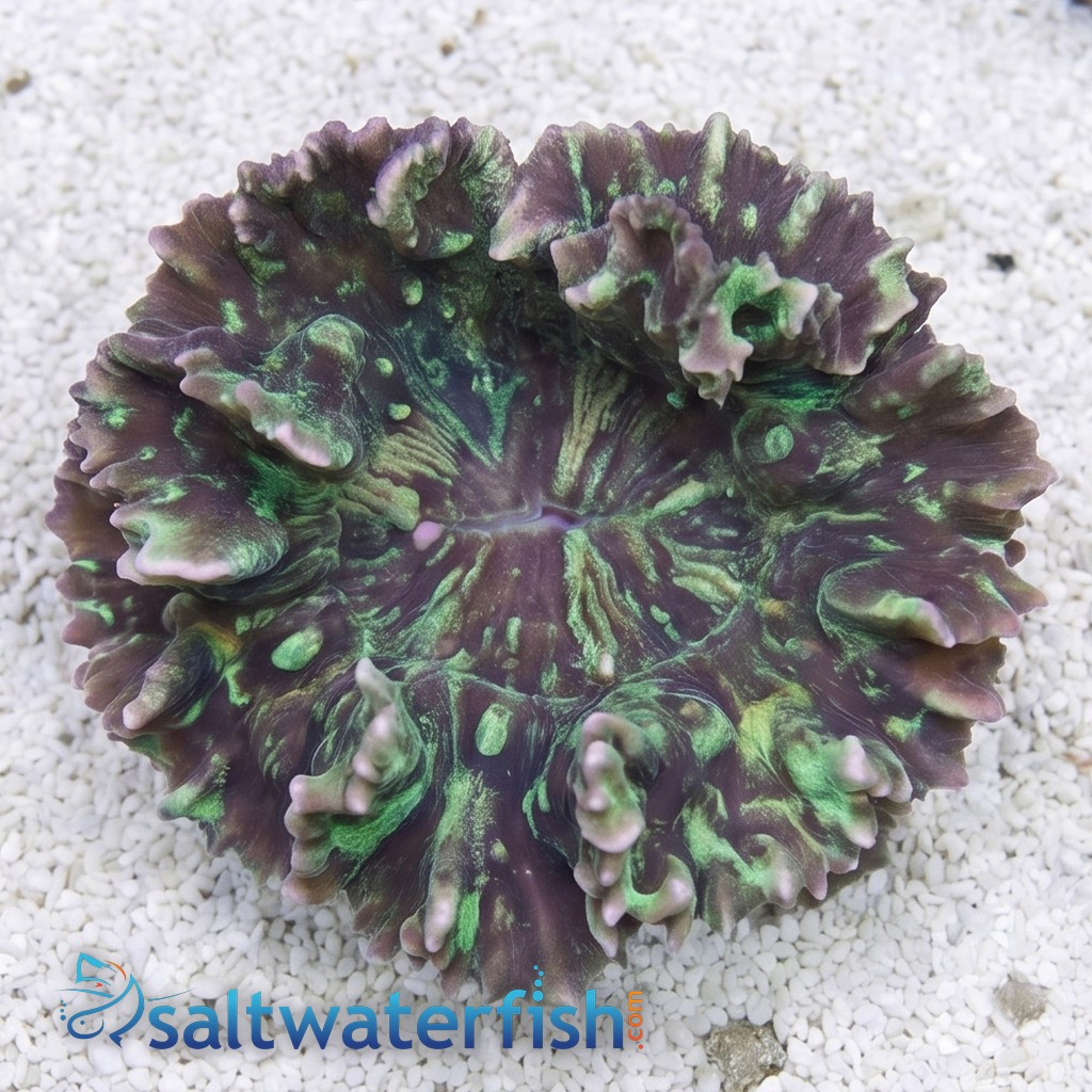 Spiny Cup Pectinia Coral: Green