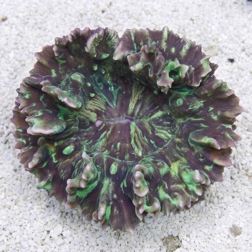 Spiny Cup Pectinia Coral: Green