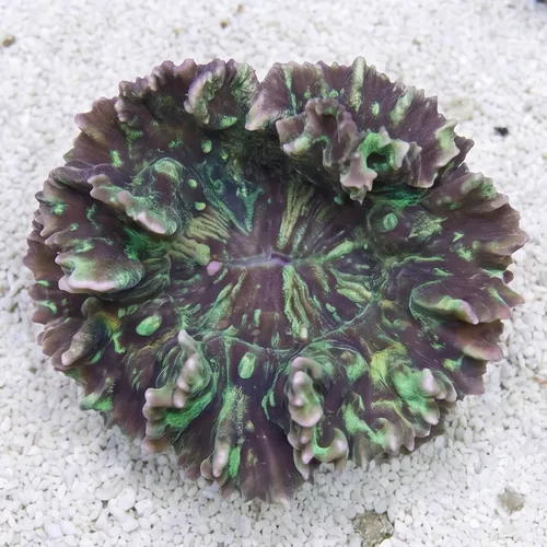 Spiny Cup Pectinia Coral: Green