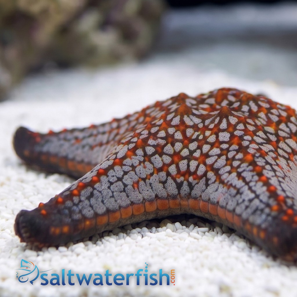 Cortez Starfish