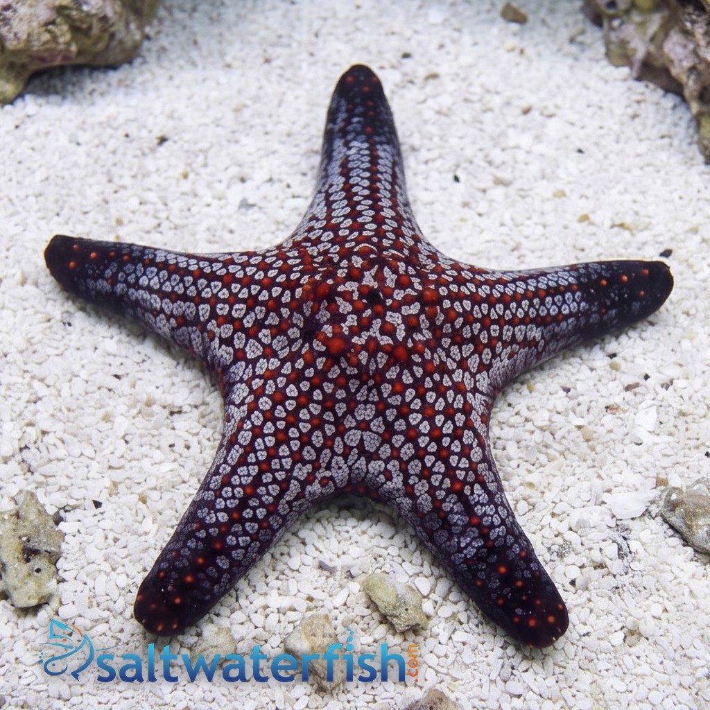 Cortez Starfish