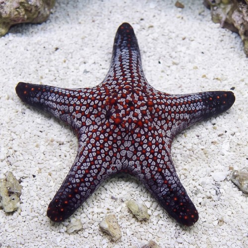 Cortez Starfish