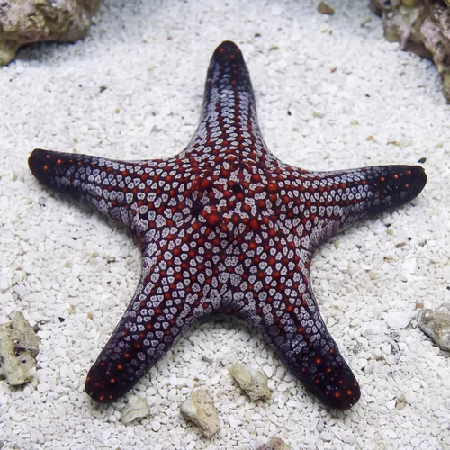 スターフィッシュ Cortez Starfish - Starfish - Invertebrates
