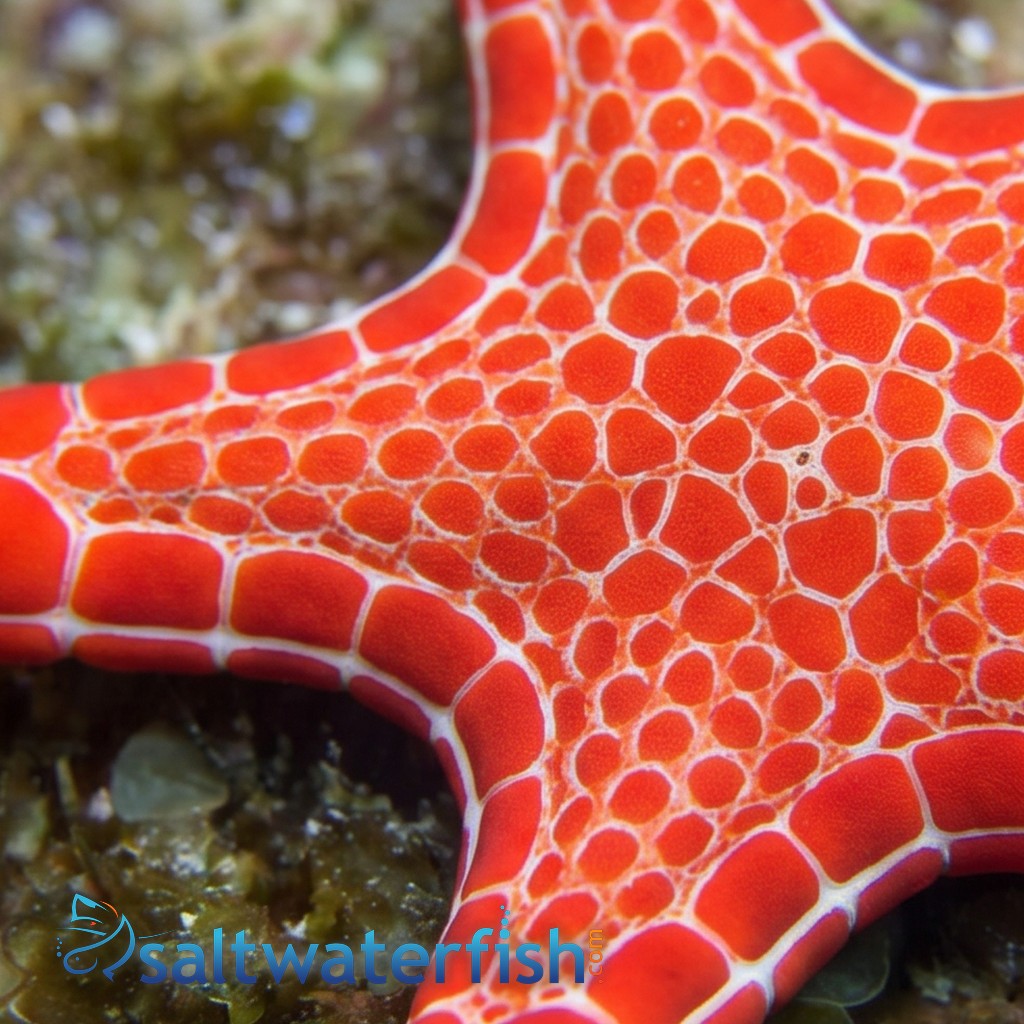 Australian Biscuit Starfish