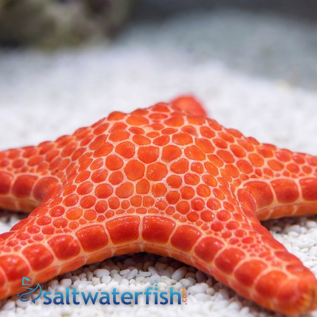 Australian Biscuit Starfish