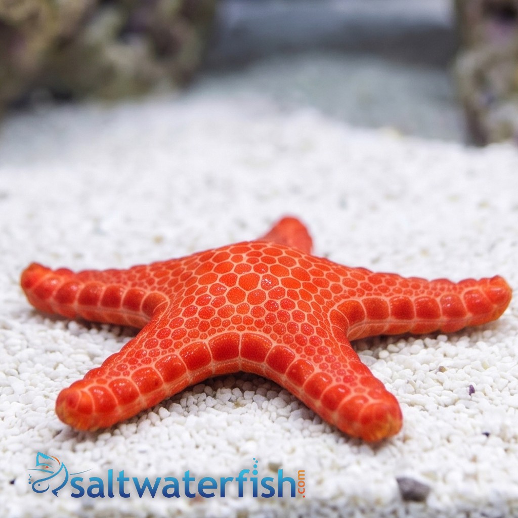 Australian Biscuit Starfish