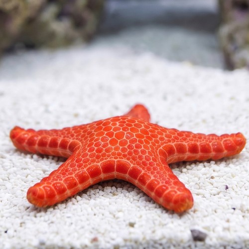 Australian Biscuit Starfish