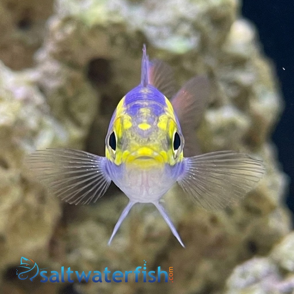 Yellow Stripe Whiptail Bream