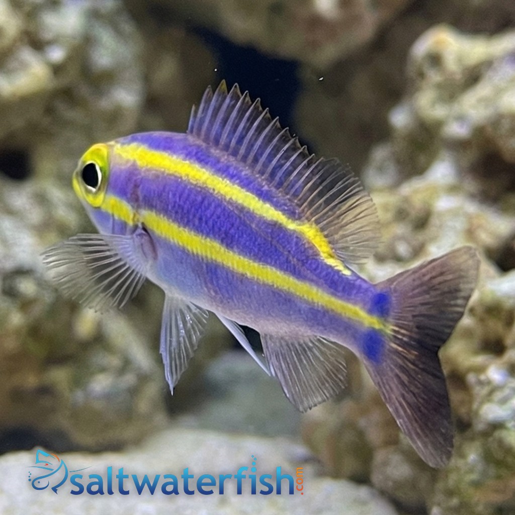 Yellow Stripe Whiptail Bream