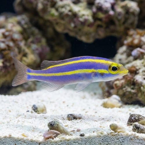 Yellow Stripe Whiptail Bream