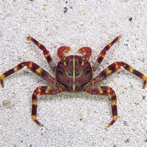 Sally Lightfoot Crab