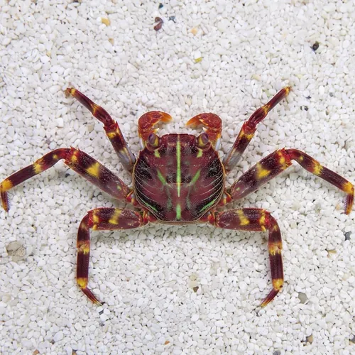 Sally Lightfoot Crab