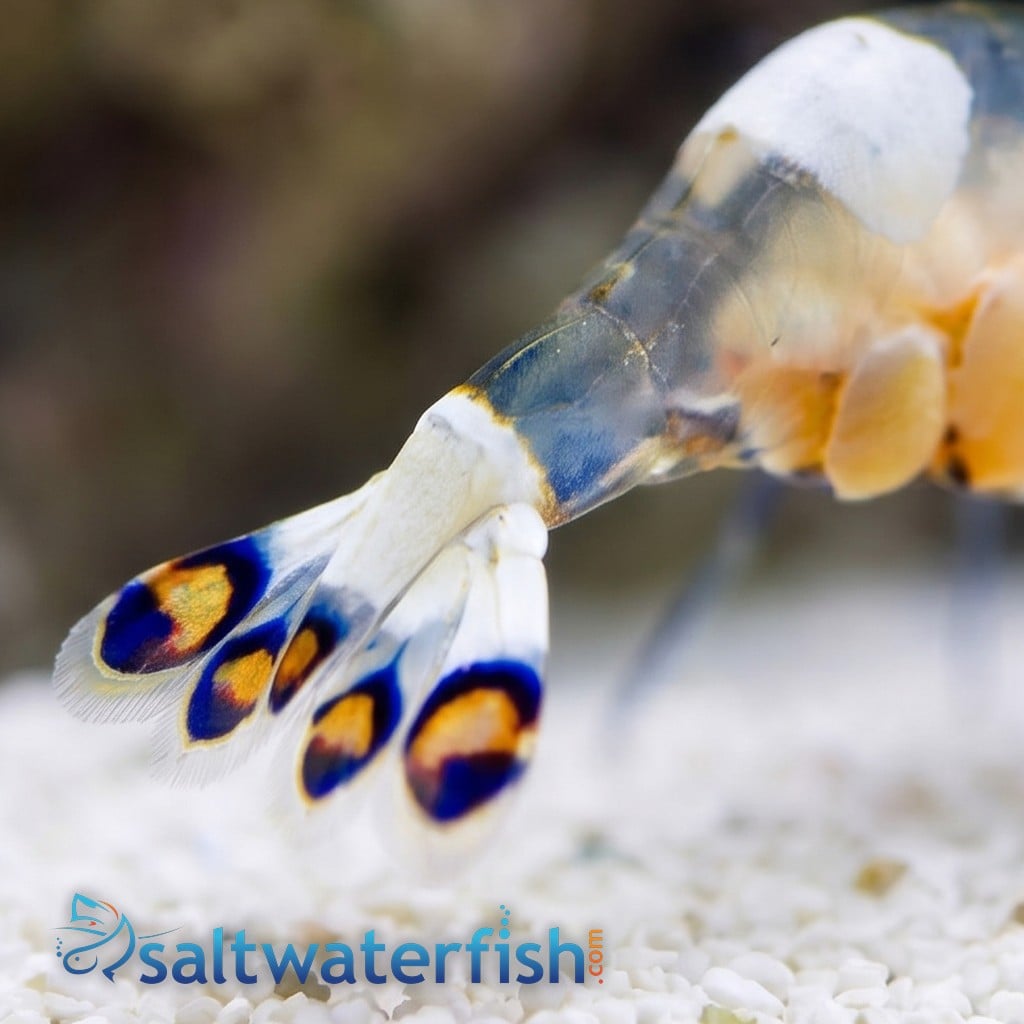 White Patched Anemone Shrimp
