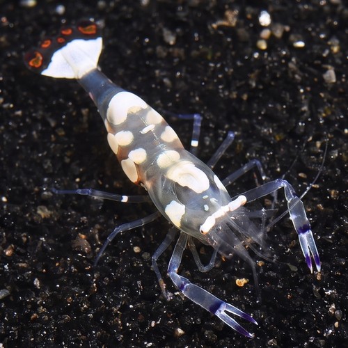 White Patched Anemone Shrimp