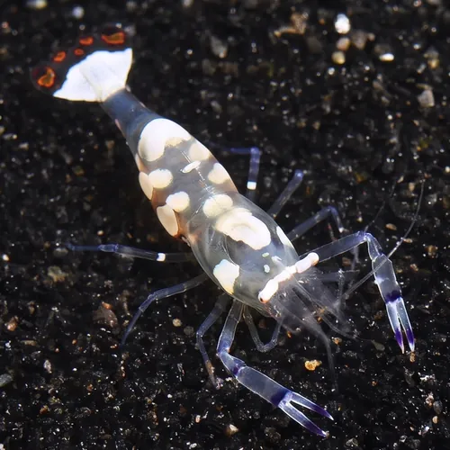 White Patched Anemone Shrimp