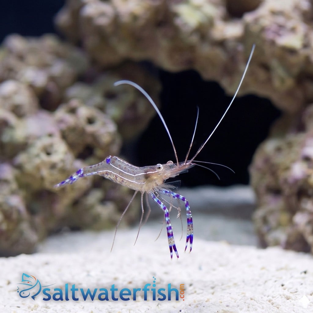 Pederson Cleaner Shrimp