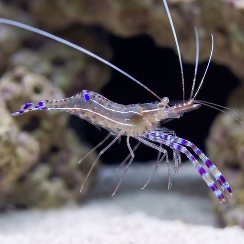 Pederson Cleaner Shrimp - Caribbean