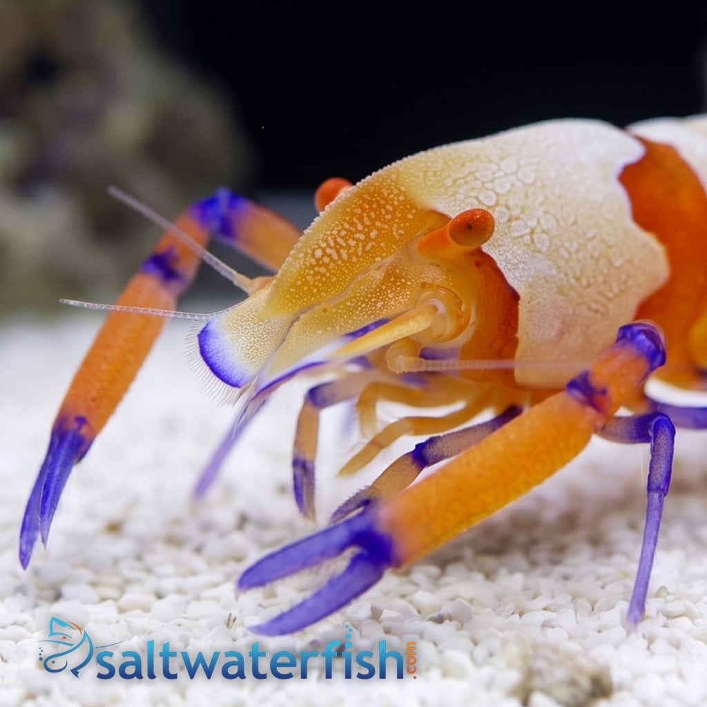 Emperor Shrimp: Red