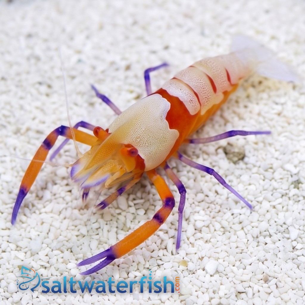 Emperor Shrimp: Red