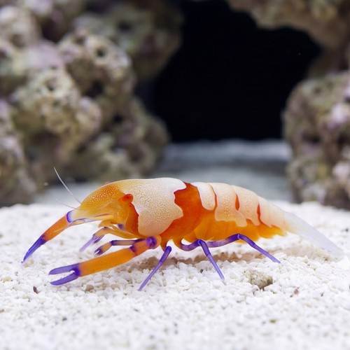 Emperor Shrimp: Red