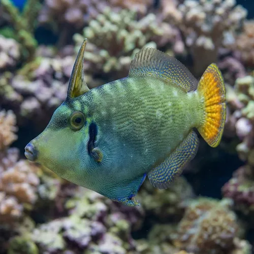Redtail Filefish
