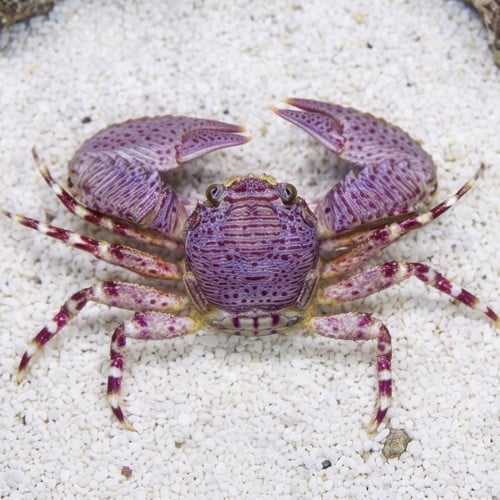 Porcelain Crab - Atlantic