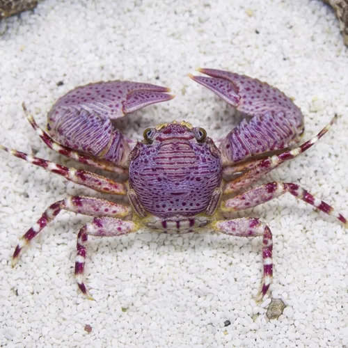 Porcelain Crab - Atlantic