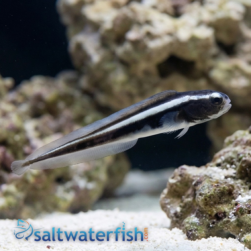 Engineer Goby