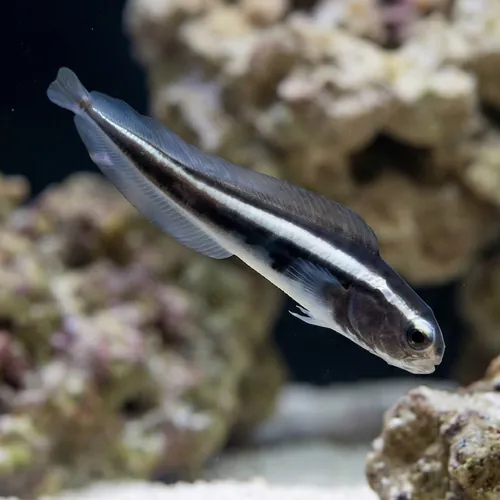Engineer Goby