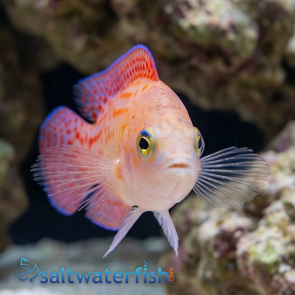 Red Spotted Dottyback 