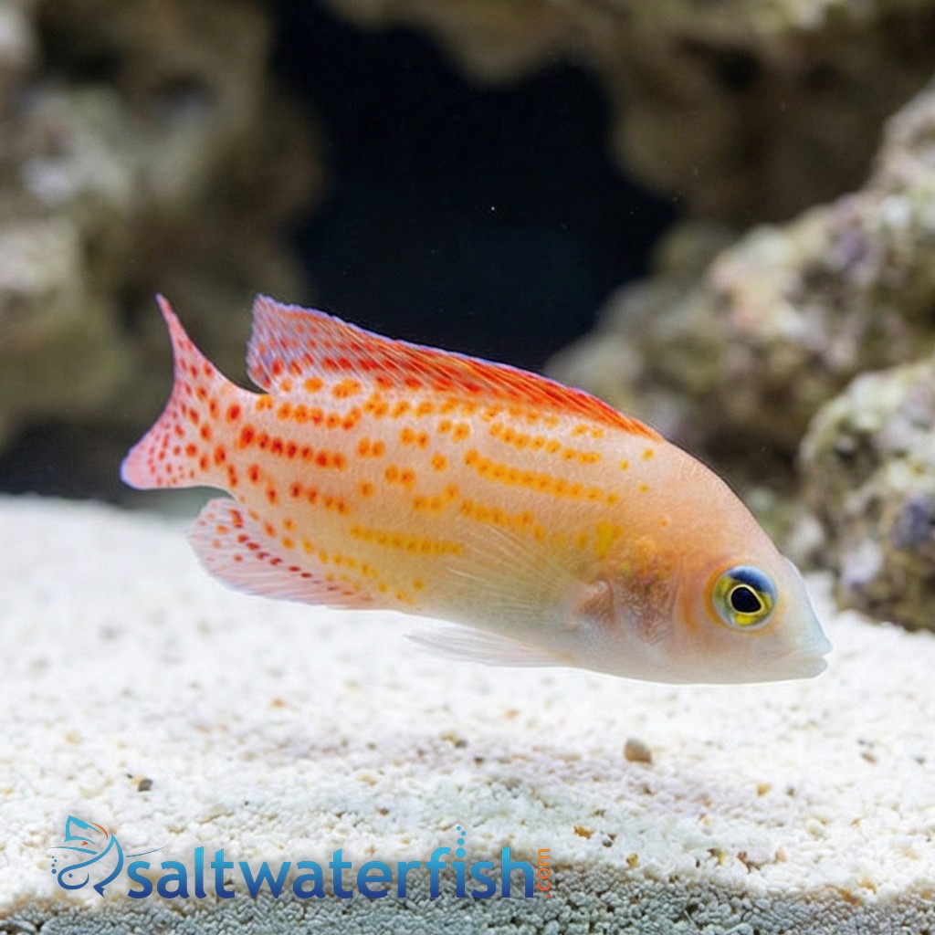 Red Spotted Dottyback 