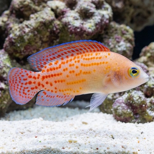 Red Spotted Dottyback 