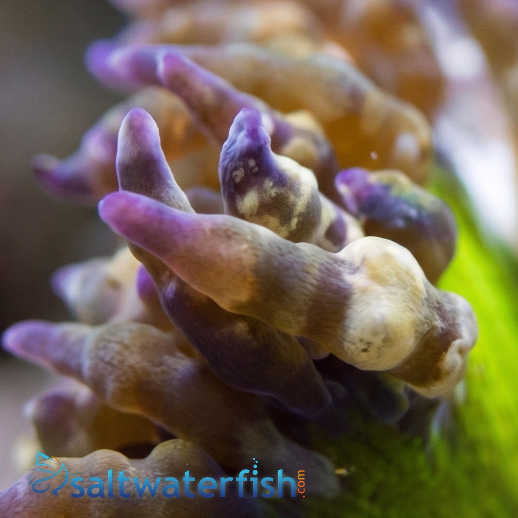 Rock Flower Anemone: Assorted Green