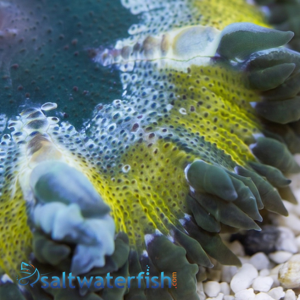 Rock Flower Anemone: Assorted Green