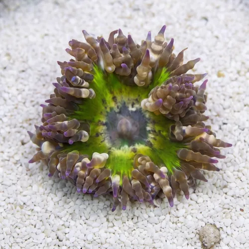 Rock Flower Anemone: Assorted Green