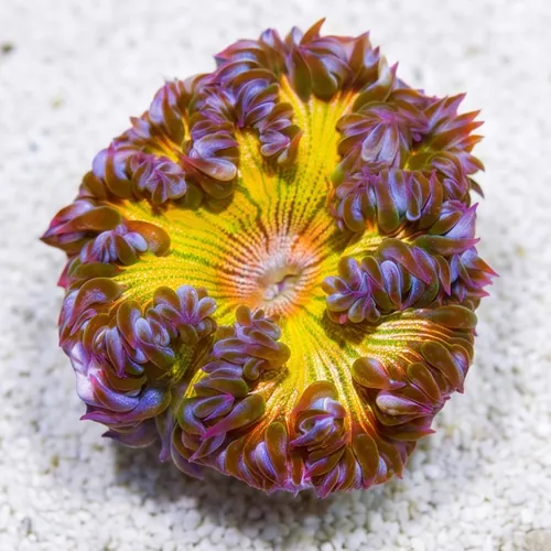 Rock Flower Anemone: Ultra - Atlantic