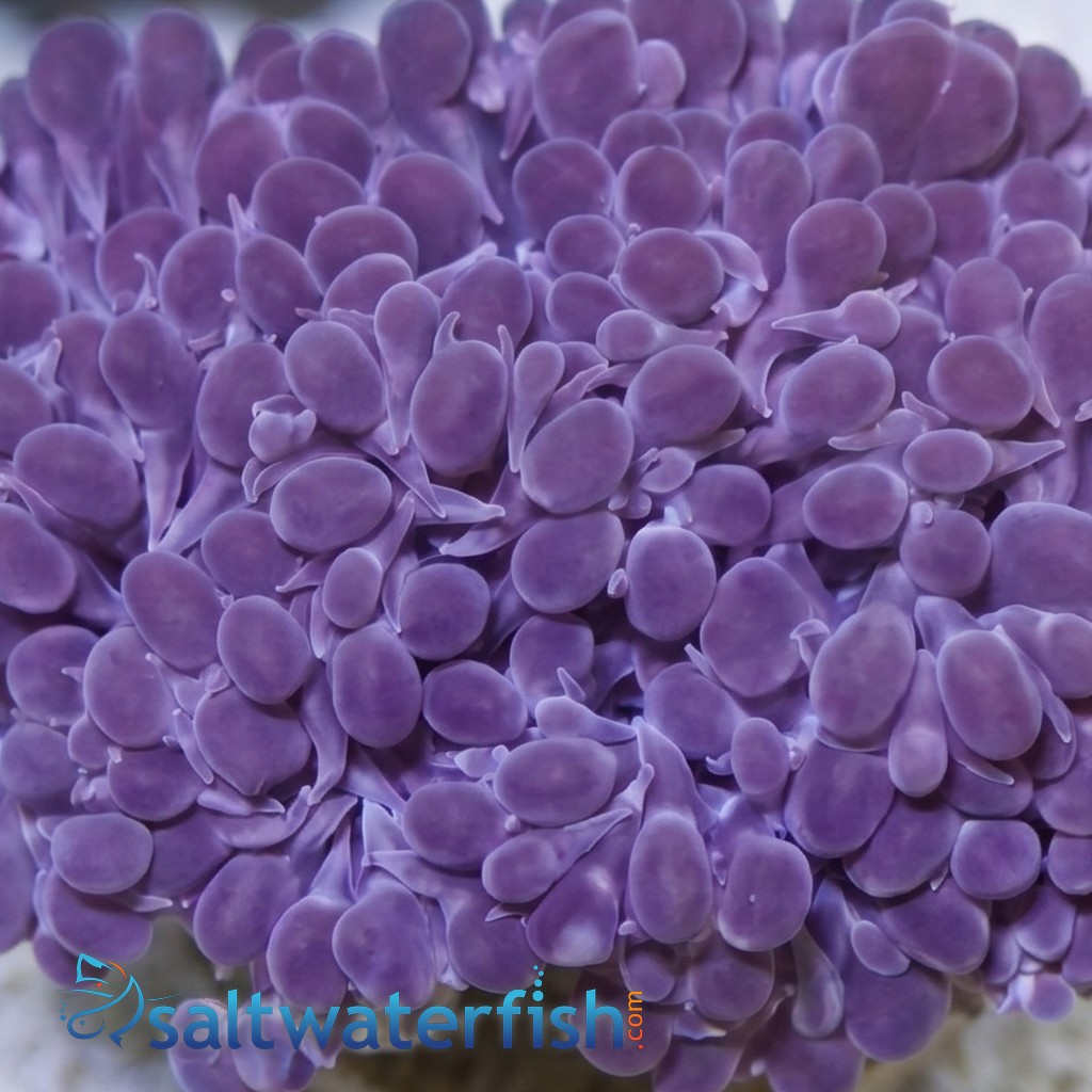 Pearl Bubble Coral - Australia